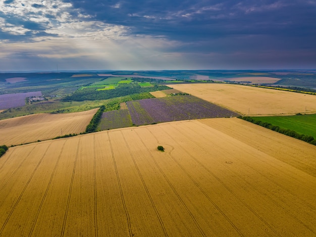 Aerial view of a landscape with lavender and wheat field