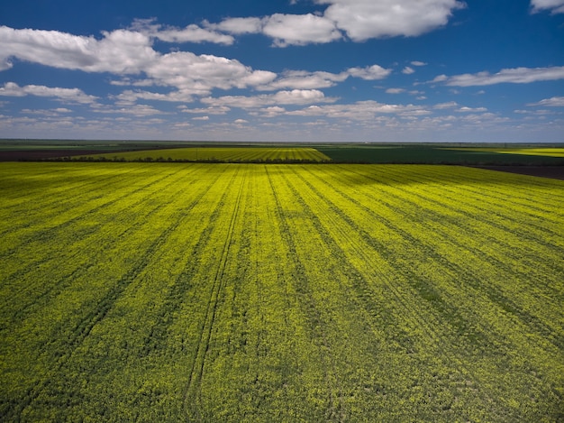 Foto vista aerea del paesaggio con campi agricoli di colza gialla, primavera.