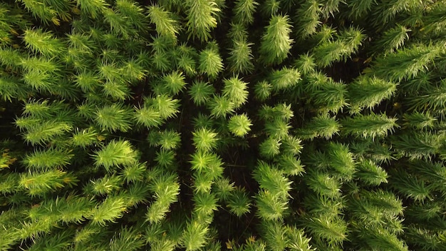 Aerial view of large cannabis marijuana fields at sunset