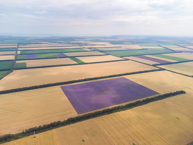 Aerial view of lavender field at summer day