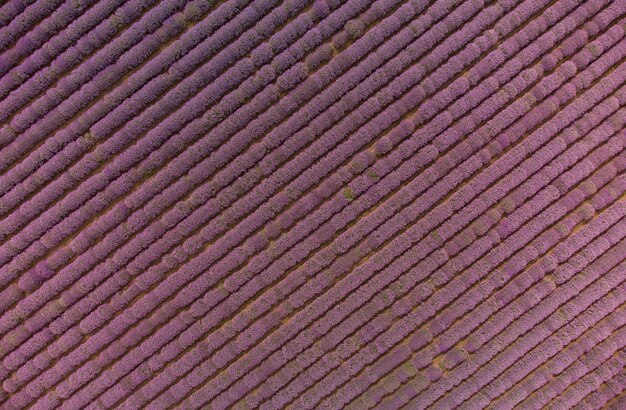 Photo aerial view of lavender field at summer day