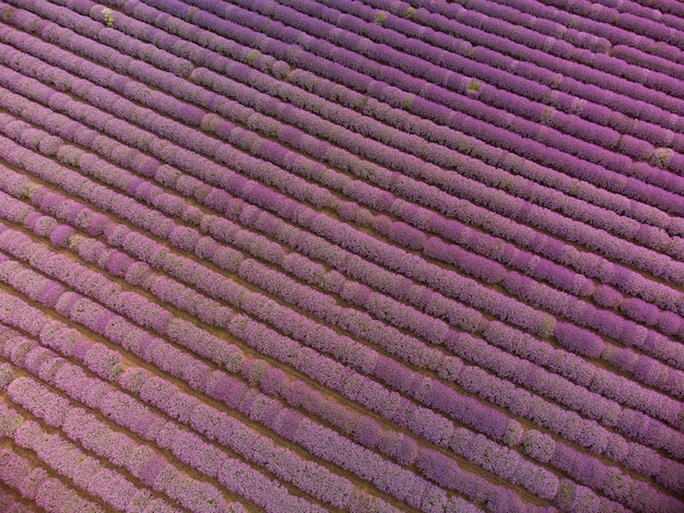 Aerial view of lavender field at summer day