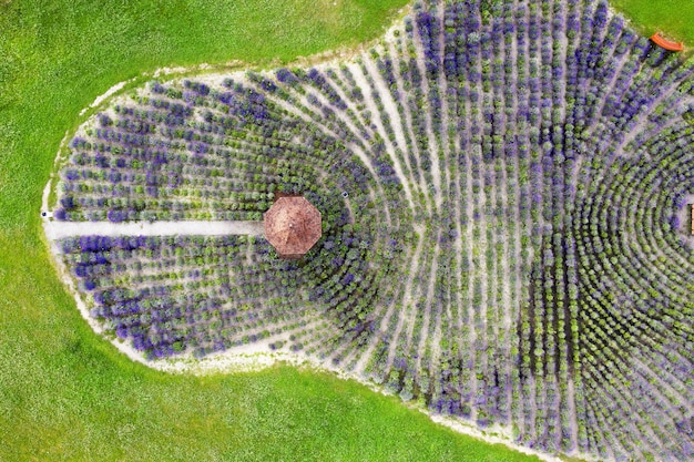 Aerial view of a lavender field with gazebo in the park.