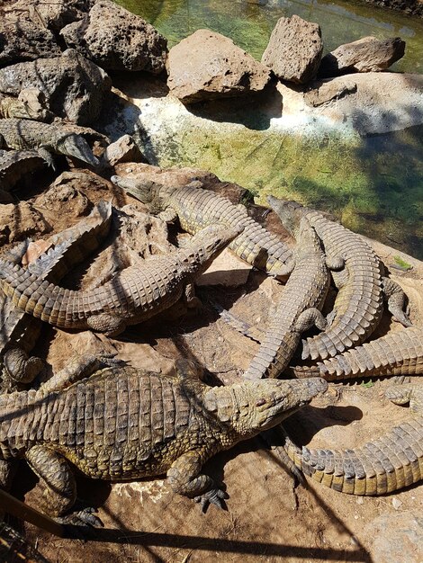 Aerial view of lizard on rock