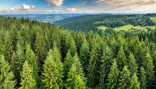 Aerial view of lush green forest with spruce fir and pine trees evoking tranquility and vitality