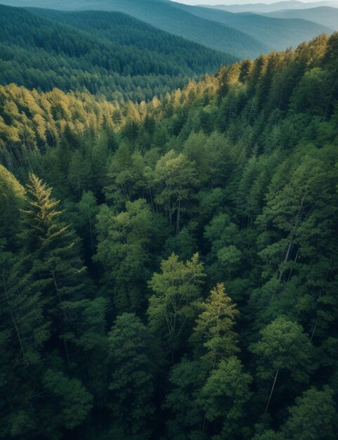 An aerial view of a lush mysterious forest with a tapestry of trees stretching out to the horizon