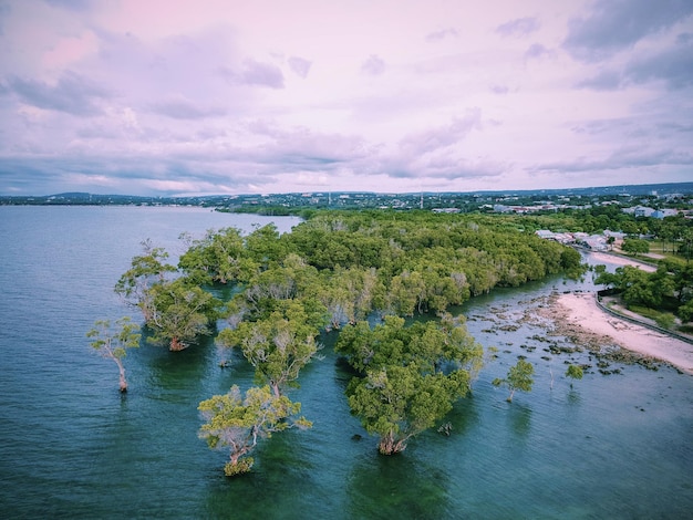 aerial view mangroves forest on the coast of Kupang city, Indonesia