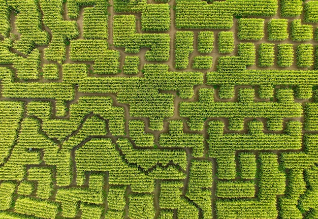 Aerial view of maze made of trees and bush