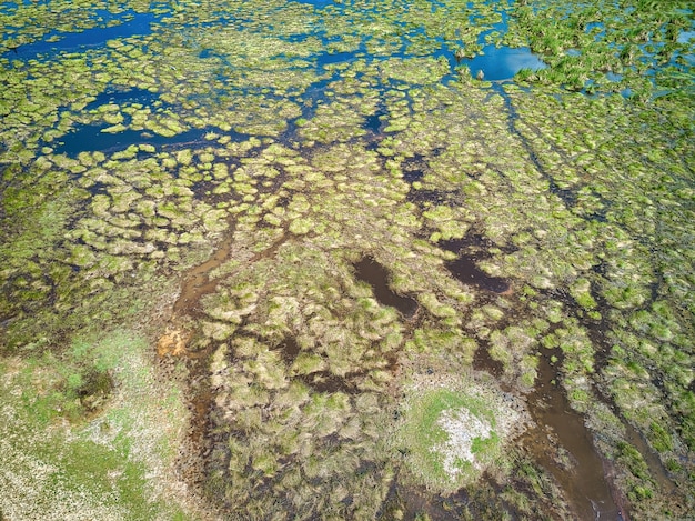 Aerial view meadow in wetland