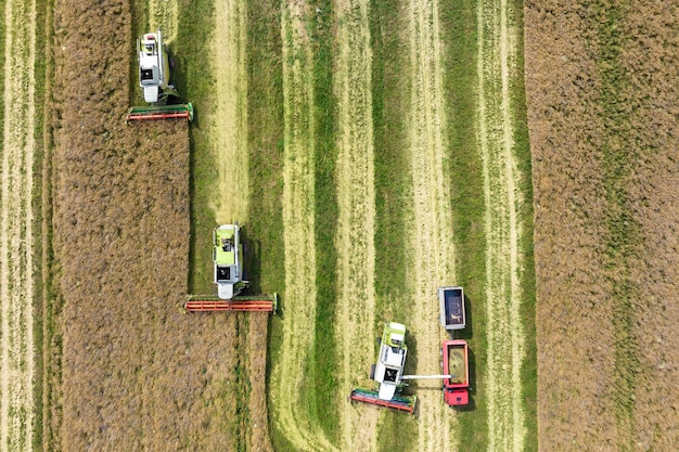 Vista aerea su moderne mietitrebbie pesanti rimuovere il pane di grano maturo nel campo lavoro agricolo stagionale
