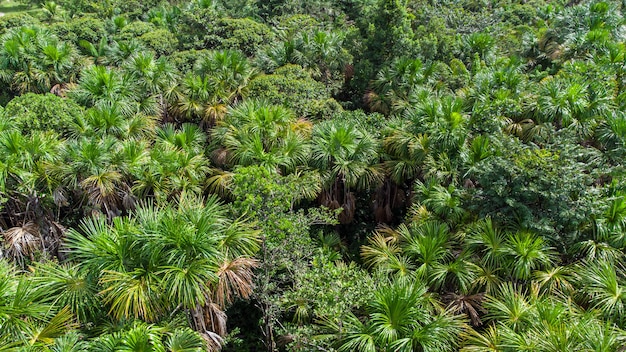 Aerial view of native Buriti palm in the middle of the Amazon rainforest. Buritizal.