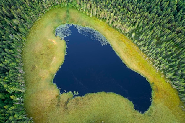 Vista aerea sulla palude naturale dall'alto sfondo natura selvaggia regione della carelia russia