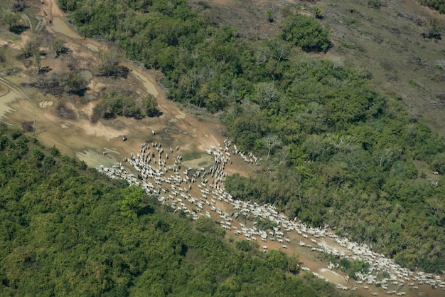 写真 乾季のブラジル湿地（パンタナール）の未舗装の道路の群れの空撮