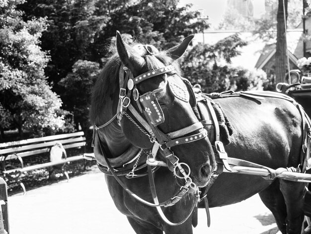 写真 馬の空中写真