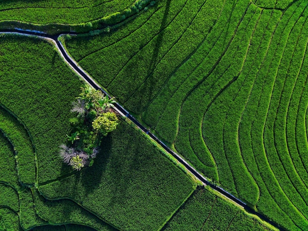 Вид с воздуха на азию в районе индонезийского рисового поля с зелеными рисовыми террасами