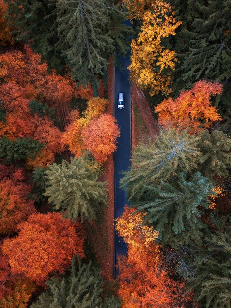 写真 オーストリアの秋の森を通る道路を運転する車の空中写真