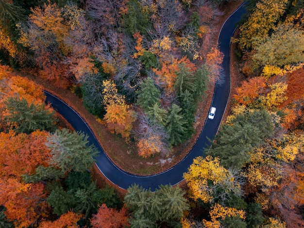 写真 秋の森を通る道路を走る車の空中写真