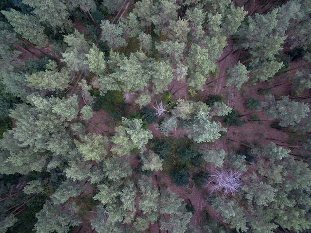 Фото Вид с воздуха на зеленый лес