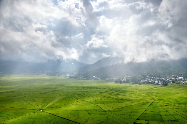 写真 緑のリンゴの蜘蛛のwebライスフィールドの航空写真