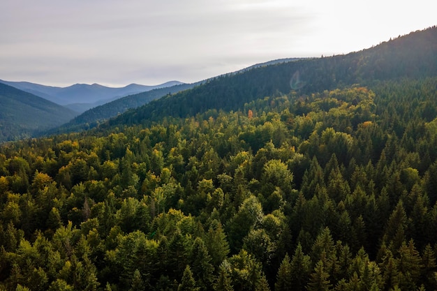 写真 山の丘を覆う暗い松の木が茂る緑の松の森の空中眺め 北部の森の風景