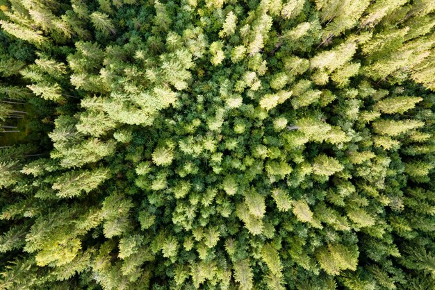 写真 暗いトウヒの木と緑の松林の航空写真上から北の森の風景