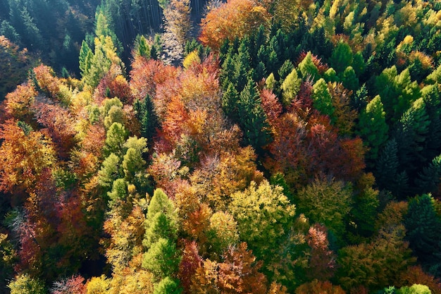 秋の森に覆われた山々の空撮