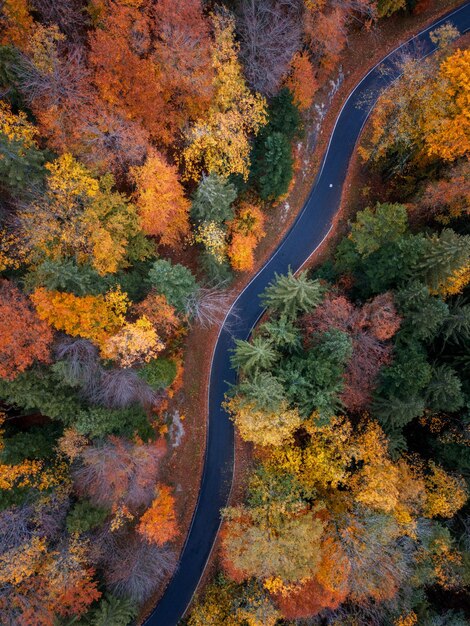 写真 秋の森を通る曲がりくねった道路の空中写真