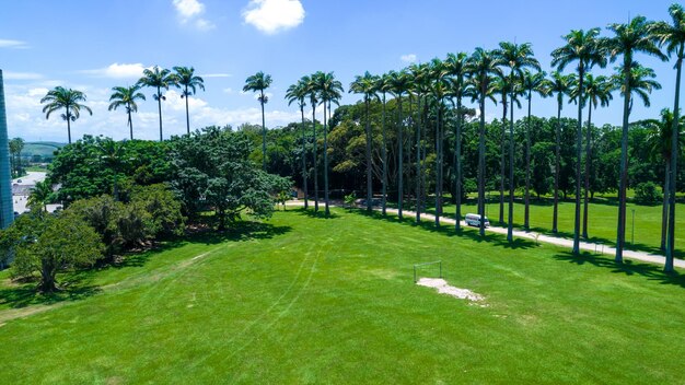 写真 ブラジル サン ジョゼ ドス カンポスのブール マルクス公園パルケ ダ シダーデの空撮背の高い、美しいヤシの木