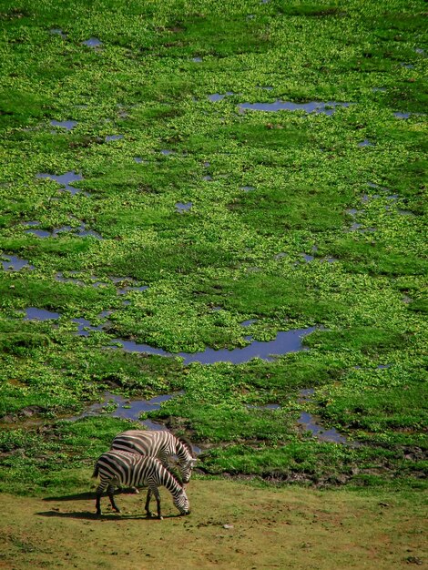 写真 ケニアのアンボセリの沼地の端にある2匹のゼブラの空中写真