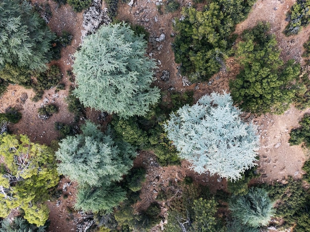 トルコのリキアの道沿いの山にある古い巨大なレバノン杉の木の空撮