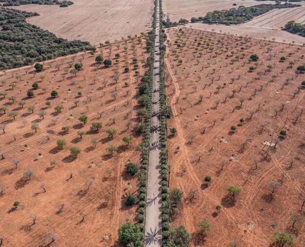 Aerial view of an old road flanked by palm trees in the countryside