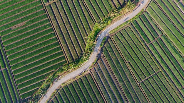 Aerial view of onion fields with a path in the middle of fields