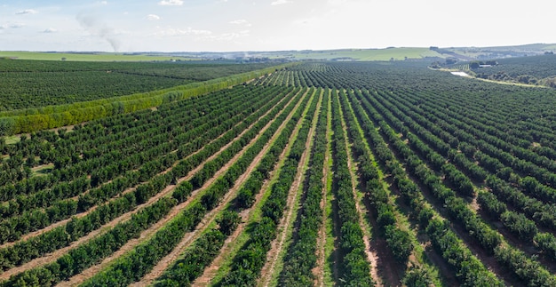 Aerial view of orange plantation in Brazil