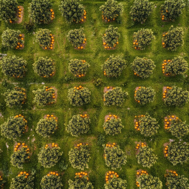 Photo aerial view of an orchard with rows of trees and fruit