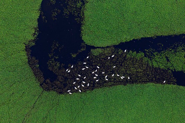 Aerial view of overgrown fishponds with swans and with water chestnut crna mlaka