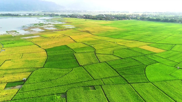 Aerial view of paddy fields in ambarawa central java indonesia