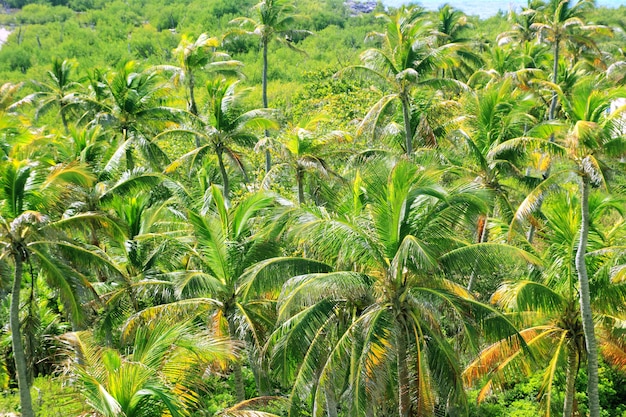 Aerial view palm tree jungle in caribbean