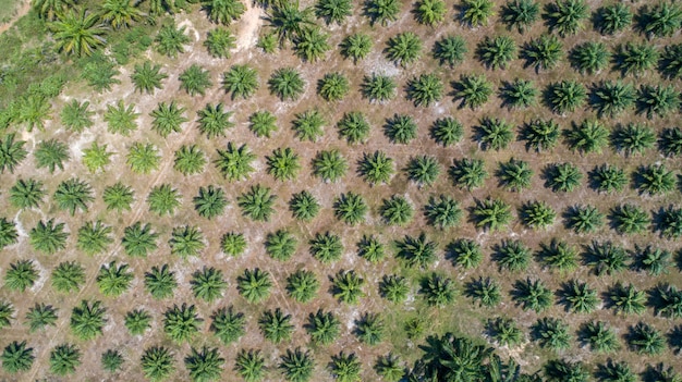 Aerial view palm tree