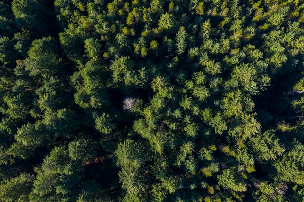 Aerial view of a pine forest in Canada