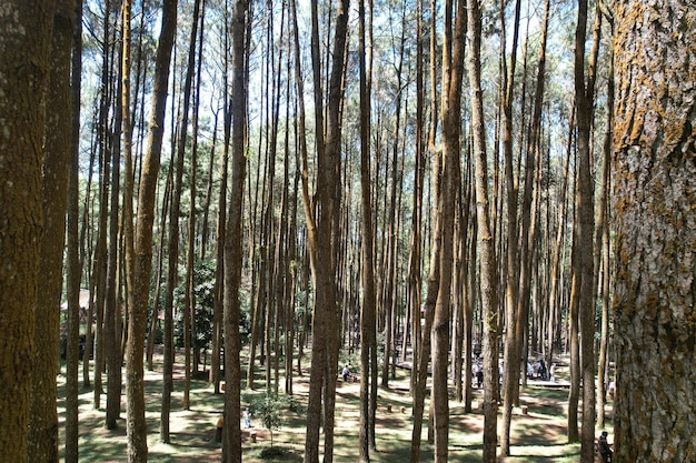 Foto vista aerea della foresta di pini nella foresta tropicale verde corteccia degli alberi