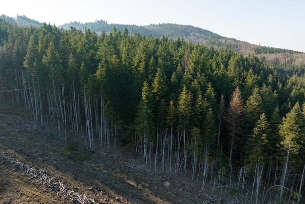 Aerial view of pine forest with large area of cut down trees as result of global deforestation industry Harmful human influence on world ecology