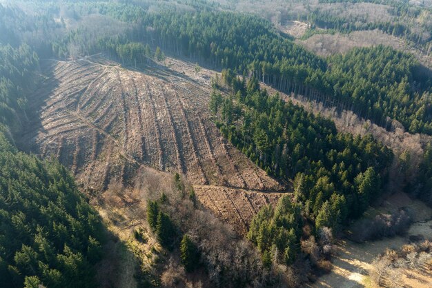 Aerial view of pine forest with large area of cut down trees as result of global deforestation industry Harmful human influence on world ecology