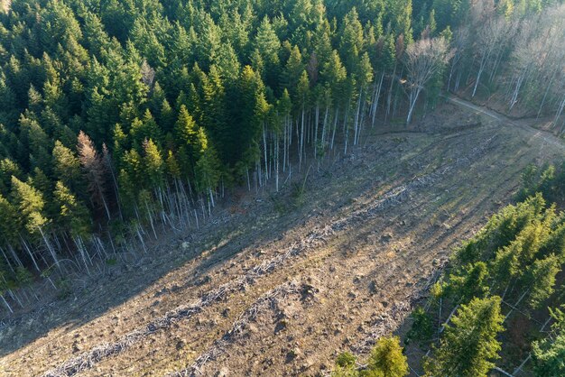 Aerial view of pine forest with large area of cut down trees as\
result of global deforestation industry harmful human influence on\
world ecology