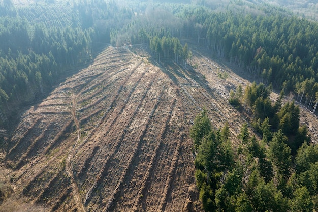 Veduta aerea della foresta di pini con un'ampia area di alberi abbattuti a causa dell'industria globale della deforestazione influenza umana dannosa sull'ecologia mondiale