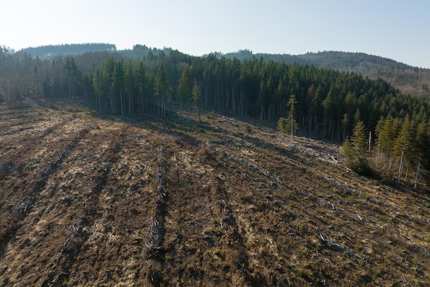 Aerial view of pine forest with large area of cut down trees as result of global deforestation industry Harmful human influence on world ecology