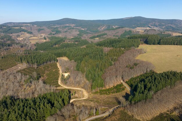 Aerial view of pine forest with large area of cut down trees as result of global deforestation industry Harmful human influence on world ecology