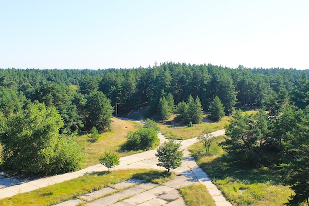 Aerial view on the pine forest