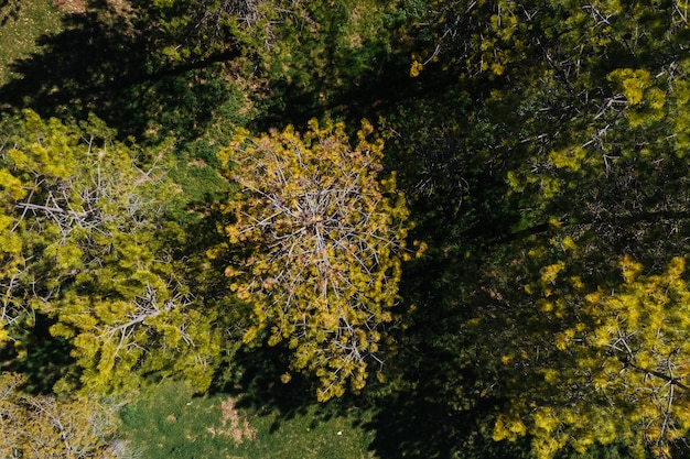 Foto veduta aerea di pini