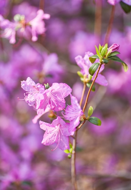 Aerial view pink red lilac Rhododendron