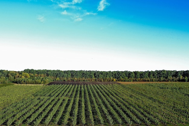 Vista aerea della serra di plastica sul meleto. coltivazione di piante in agricoltura biologica.